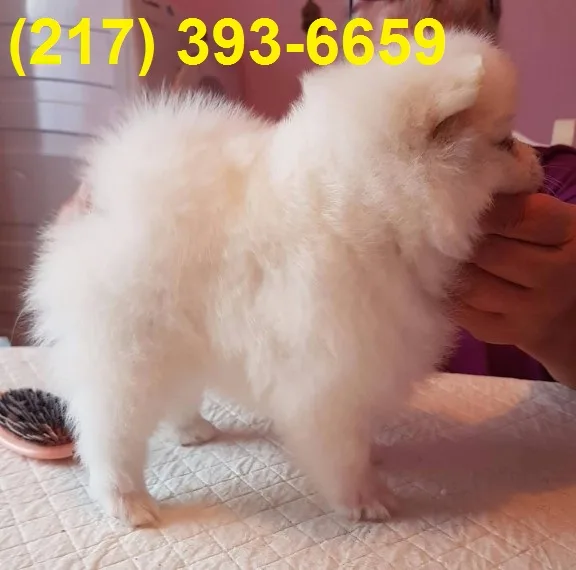  pomeranian puppies for sale