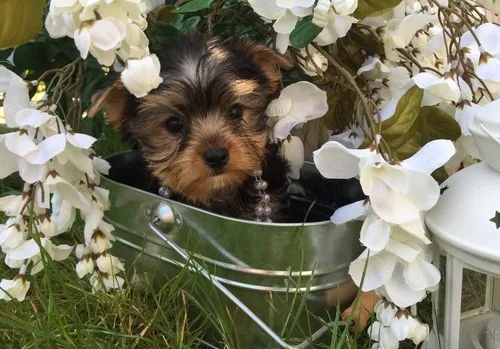 Nice yorkie puppies