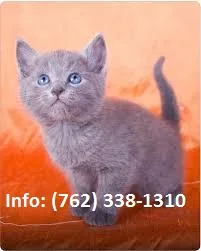 Ykdi russian blue kittens for sale 