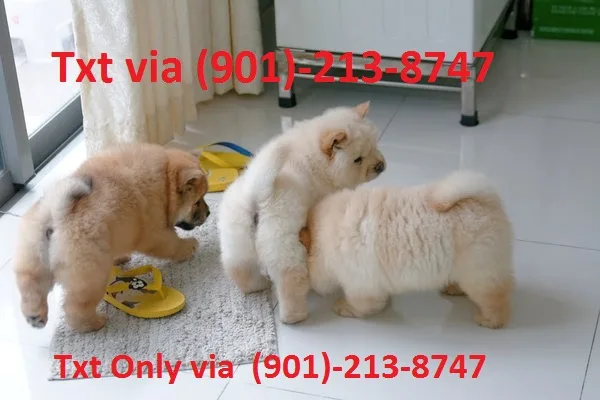 Charming lovely beautiful chow chow pupp