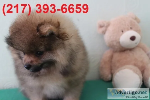 Amazing pomeranian puppy for sale