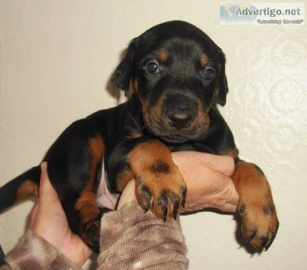 Doberman pinscher puppies