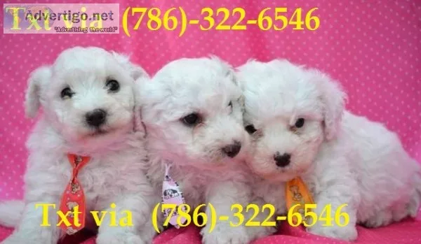 Cdfrfr two top bichon frise puppies ava