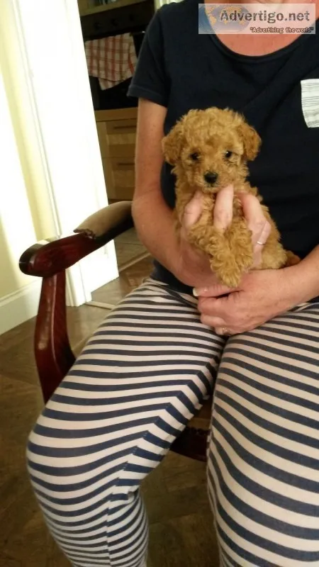 Pet