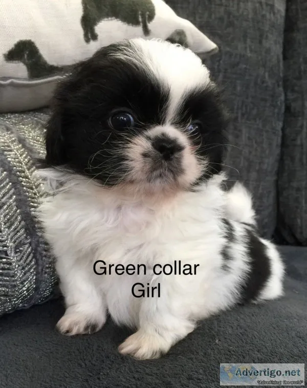 Pet