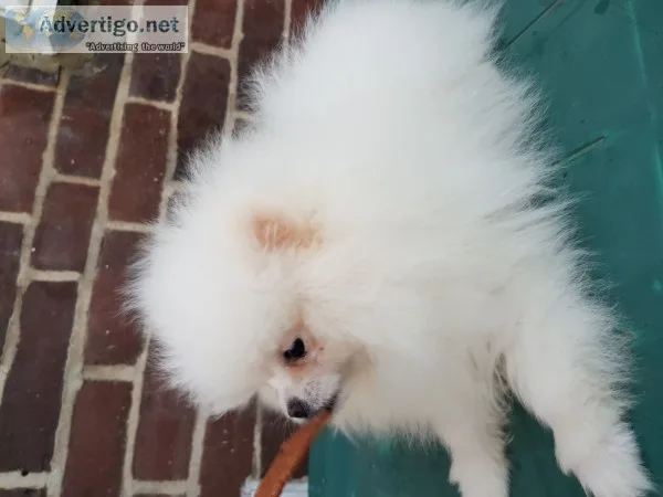 Pet