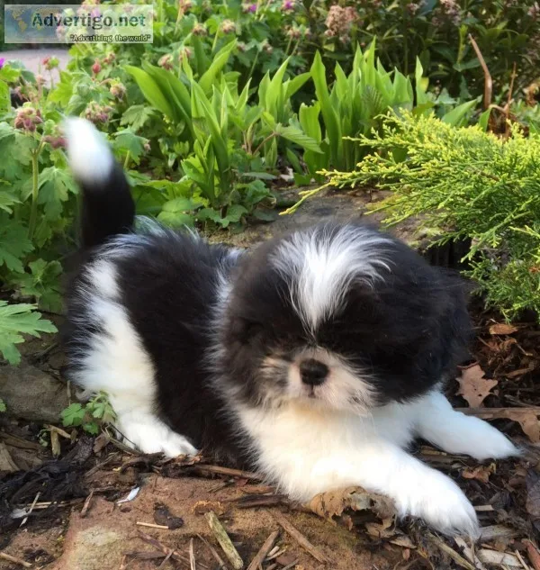 Pet