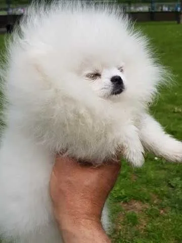 Pet
