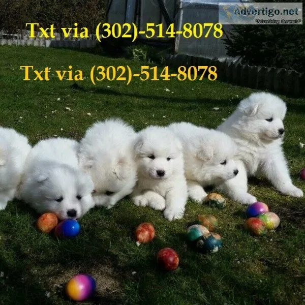 Sxazxsx gorgeous samoyed puppies for sal