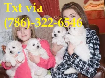 Ewretrzd super adorable bichon frise pup
