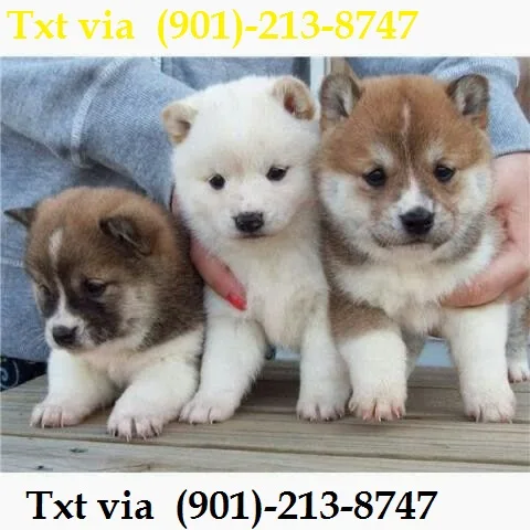Zawsws akc shiba inu puppies 