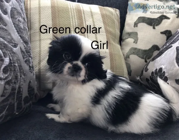 Pet