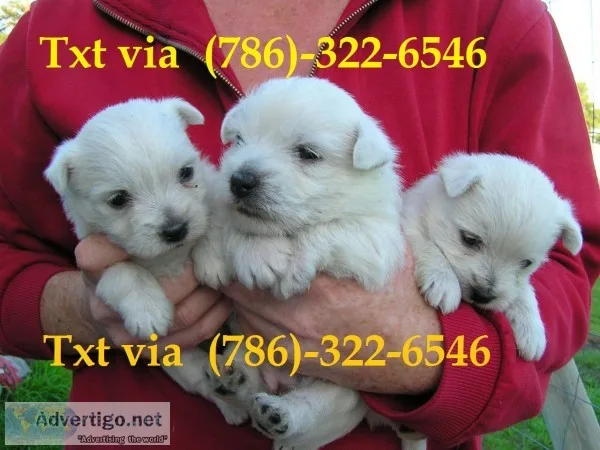 Cdvfvf gorgeous bichon frise puppi