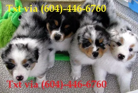 Xzzxxz charming australian shepherd pupp