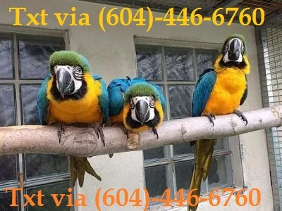 Hyy blue and gold macaw
