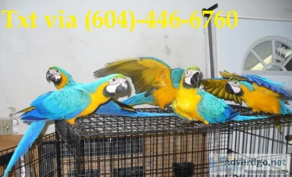 Frgtt blue and gold macaw now available