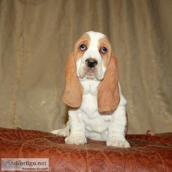 Sasa-basset hound text us 989x787x2094