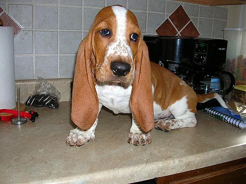 Elf -basset hound text us 989x787x2094