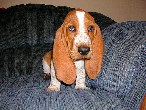 Lucas-basset hound text us 989x787x2094