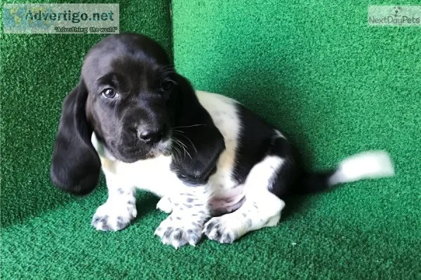 Nancy-basset hound text us 989x787x2094