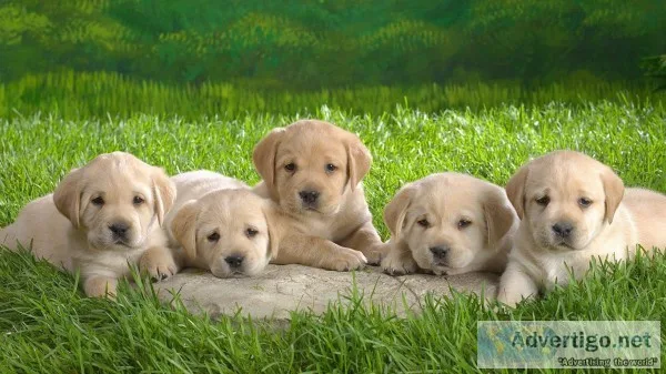  well trained golden retriever puppies a