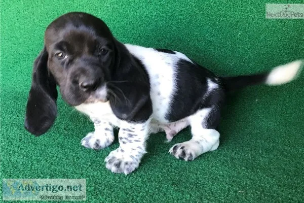 Kiki-basset hound text us 989x787x2094