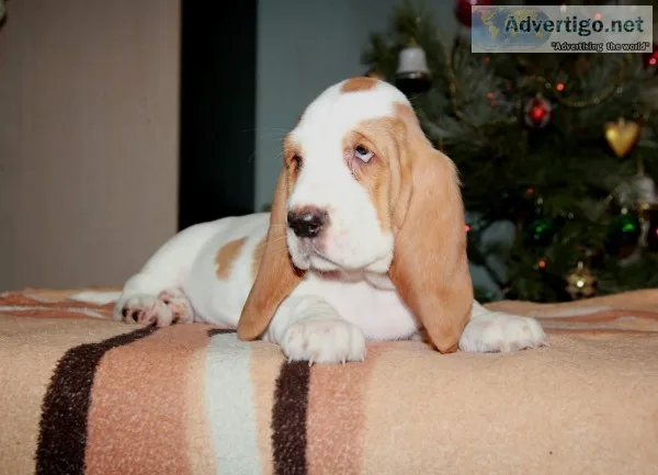 Bali-basset hound text 989x787x2094