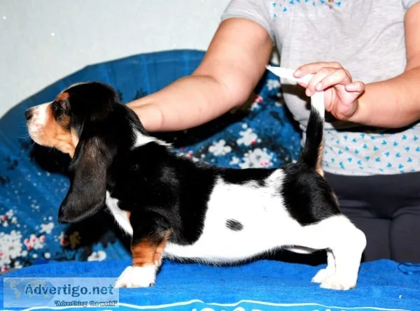 Basset hound text 989x787x2094