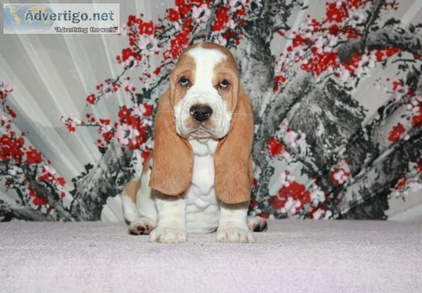Max-basset hound text 989x787x2094