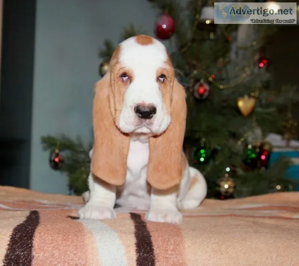 Maxi-basset hound text 989x787x2094