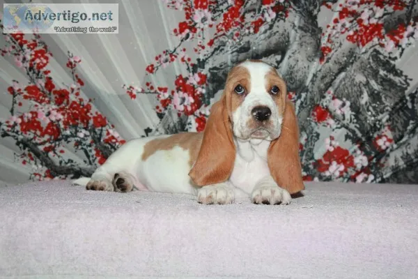 Lili-basset hound text 989x787x2094