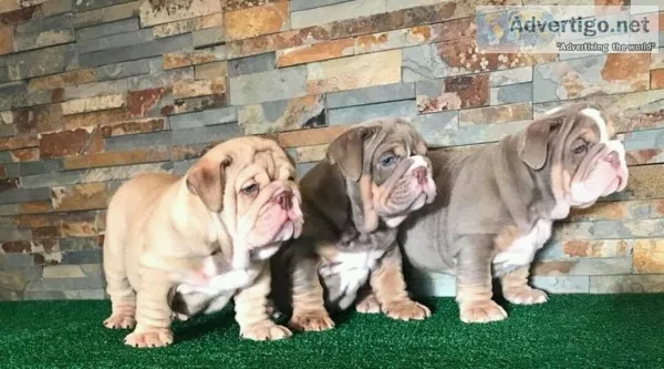 English bulldogs for rehoming