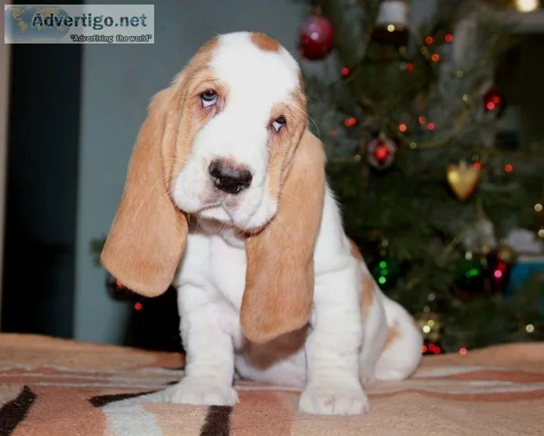 Bobo-basset hound text 989x787x2094