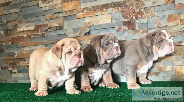 Gorgeous english bulldog puppies availab