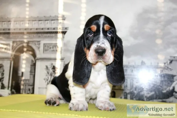 Wiwi-basset hound text us 989x787x2094