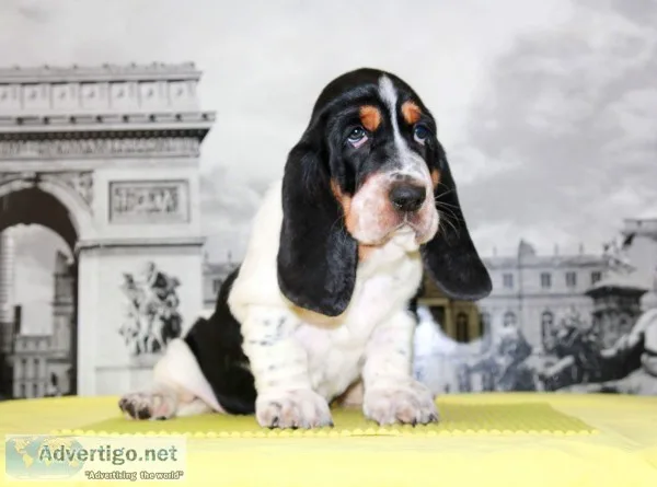 M-basset hound text us 989x787x2094