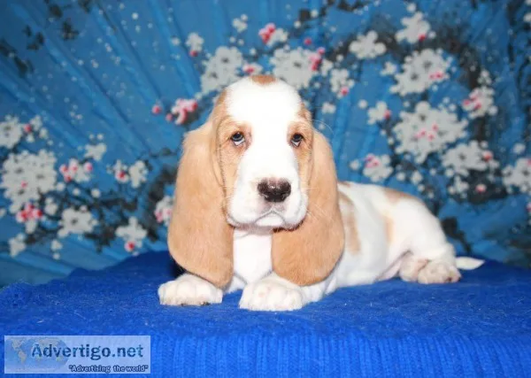 Basset hound text - 989x787x2094