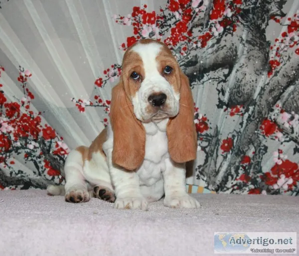 Dude-basset hound text 989x787x2094