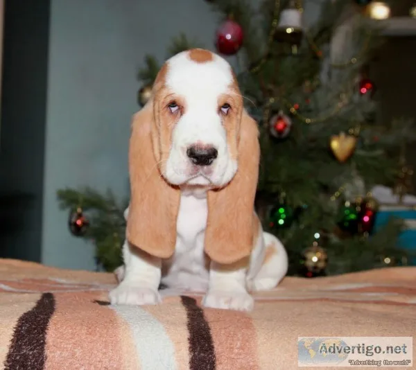 Dede-basset hound text 989x787x2094