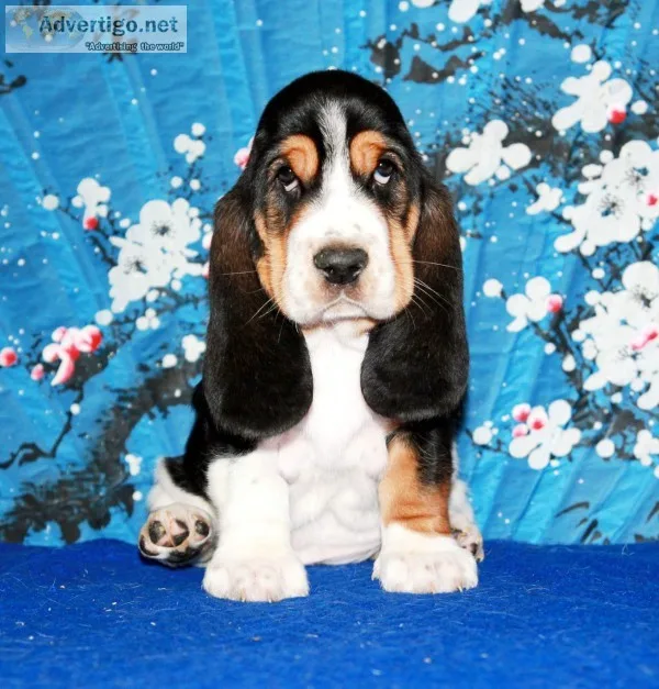 Loulou-basset hound text 989x787x2094