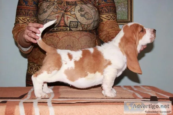 Sasha-basset hound text 989x787x2094