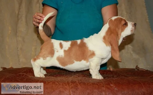 Lucas-basset hound text 989x787x2094