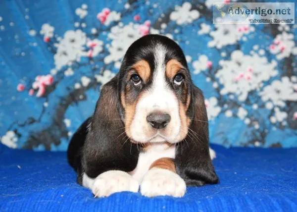 Nato-basset hound text 989x787x2094