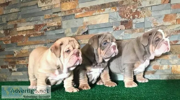 Healthy english bulldog for sale 