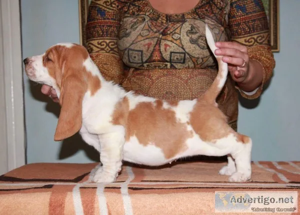 Qiki-basset hound text 989x787x2094