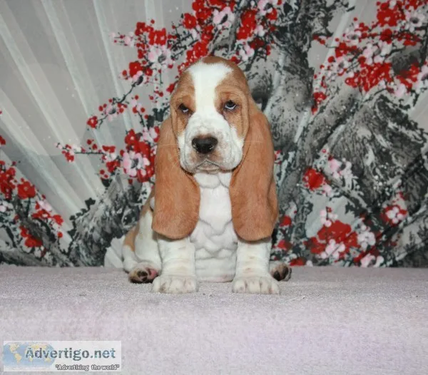 Nancy-basset hound text 989x787x2094