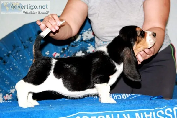 Basset hound text _ 989x787x2094