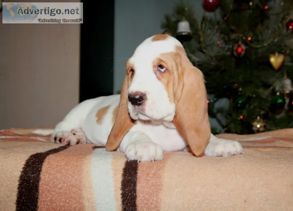 Dada-basset hound text 989x787x2094