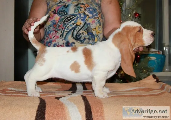Lacas-basset hound text us 989x787x2094