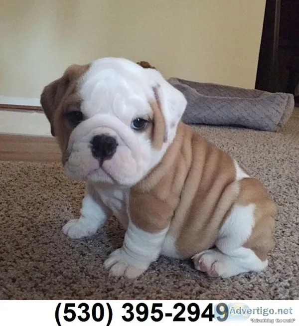 Amiable english bulldog puppies availabl